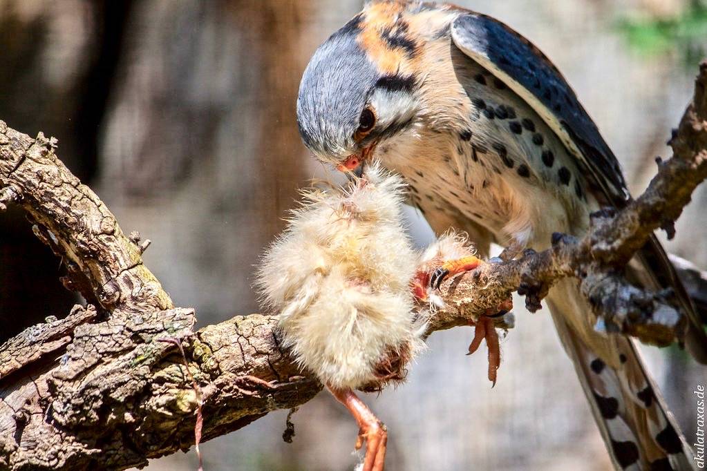 American Kestrel by Akulatraxas is licensed under CC BY 2.0